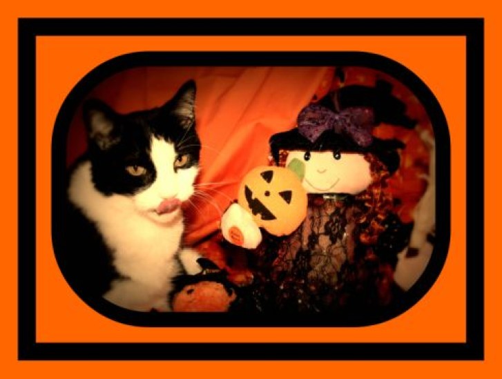 Picture of a cat / kitten / feline