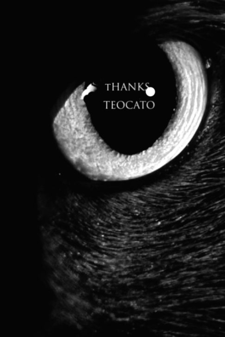 Picture of a cat / kitten / feline