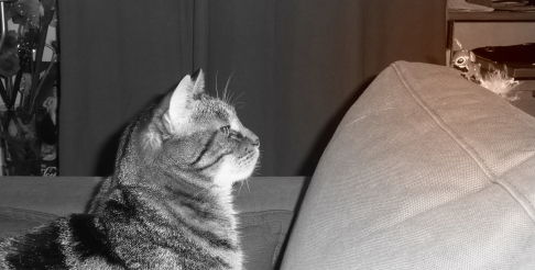 Picture of a cat / kitten / feline