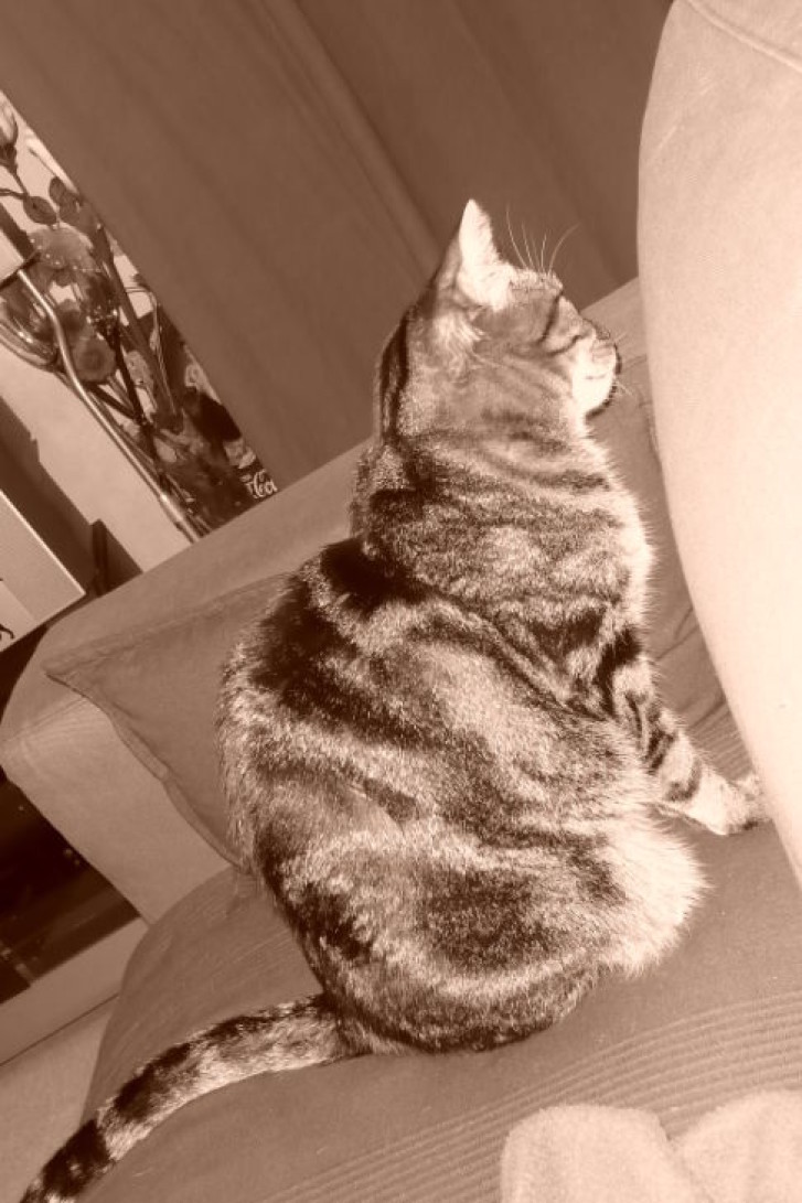 Picture of a cat / kitten / feline