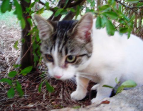 Picture of a cat / kitten / feline