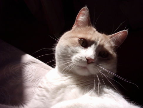 Picture of a cat / kitten / feline