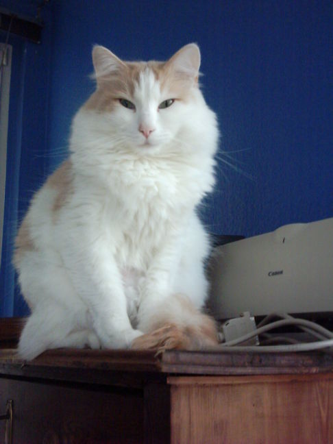 Picture of a cat / kitten / feline