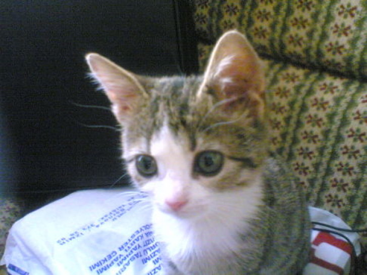 Picture of a cat / kitten / feline