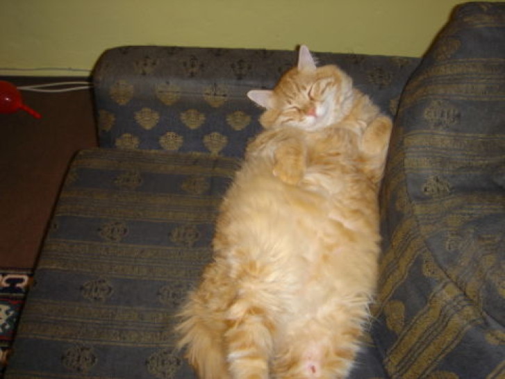 Picture of a cat / kitten / feline