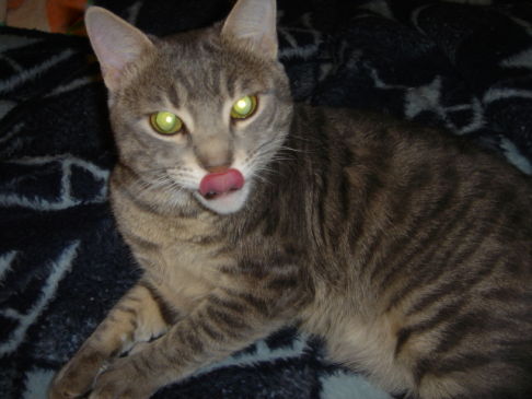 Picture of a cat / kitten / feline