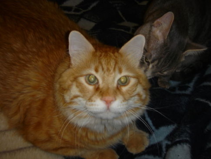 Picture of a cat / kitten / feline