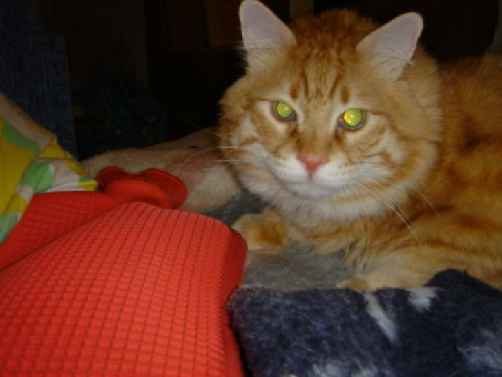 Picture of a cat / kitten / feline