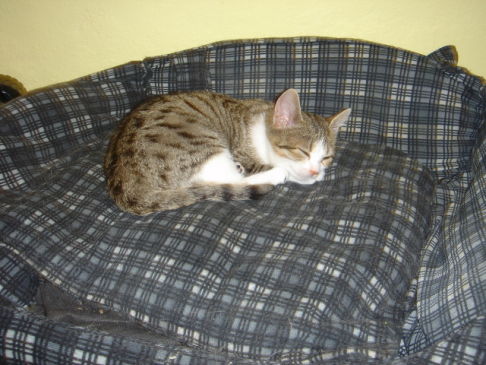 Picture of a cat / kitten / feline