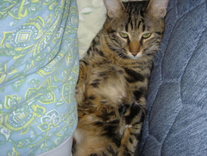 Picture of a cat / kitten / feline