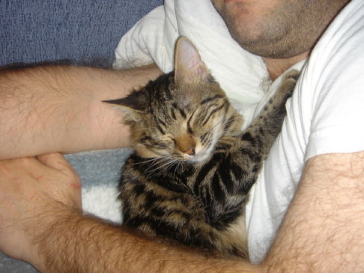 Picture of a cat / kitten / feline