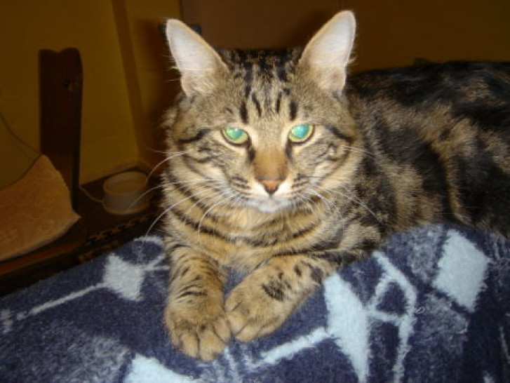 Picture of a cat / kitten / feline