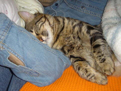 Picture of a cat / kitten / feline