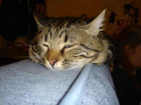 Picture of a cat / kitten / feline