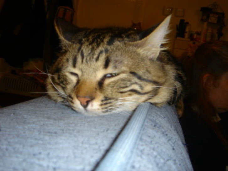 Picture of a cat / kitten / feline