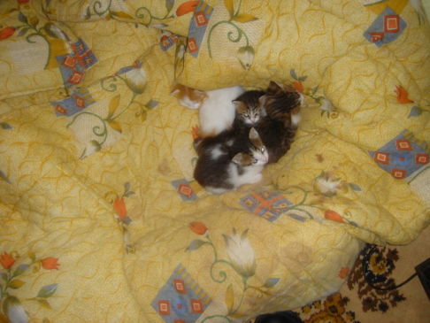 Picture of a cat / kitten / feline