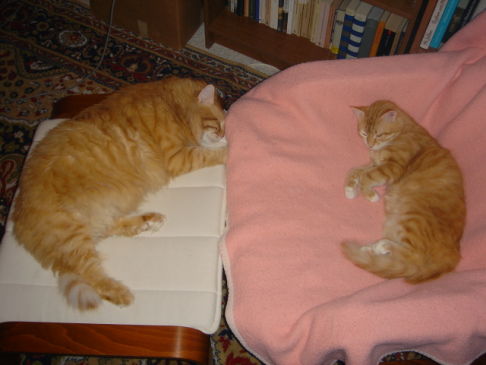 Picture of a cat / kitten / feline