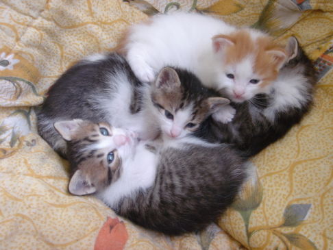 Picture of a cat / kitten / feline