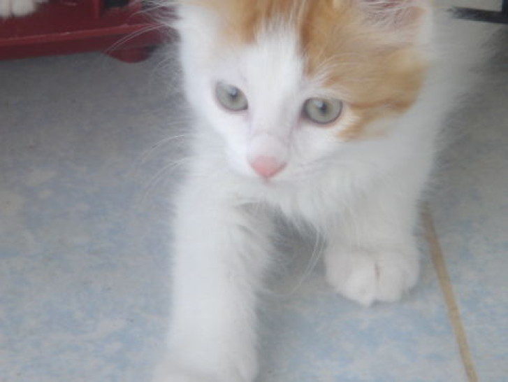 Picture of a cat / kitten / feline