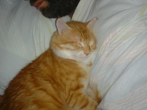 Picture of a cat / kitten / feline