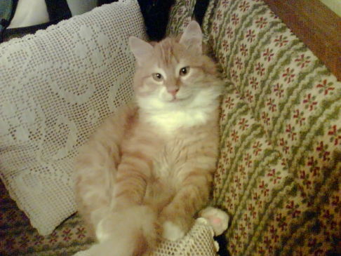 Picture of a cat / kitten / feline