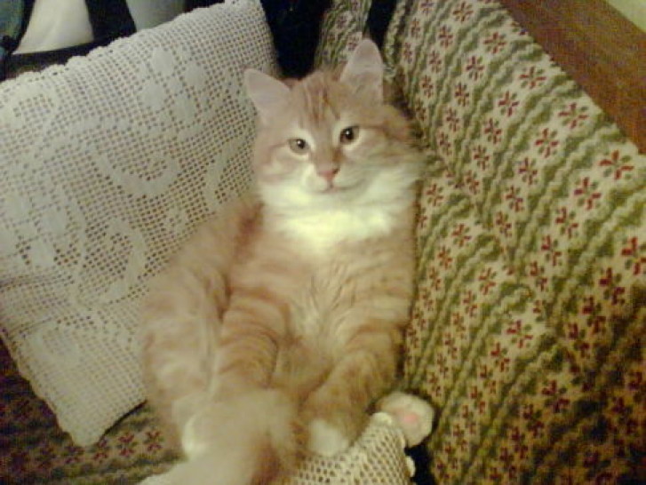 Picture of a cat / kitten / feline