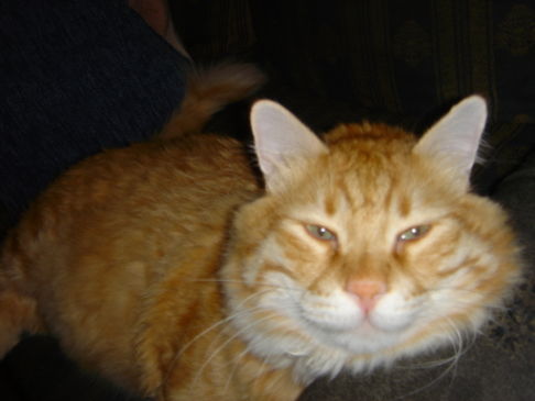 Picture of a cat / kitten / feline