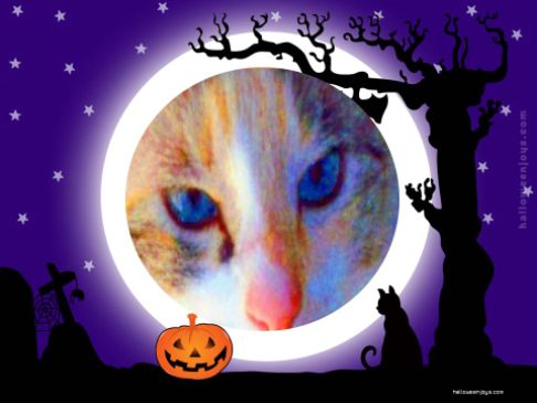 Picture of a cat / kitten / feline