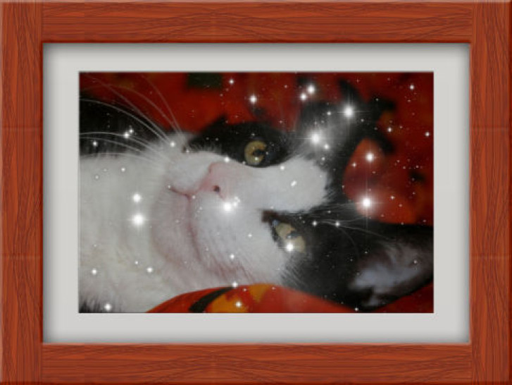 Picture of a cat / kitten / feline