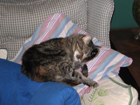 Picture of a cat / kitten / feline