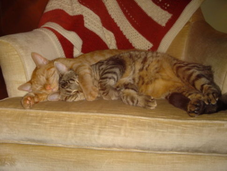 Picture of a cat / kitten / feline