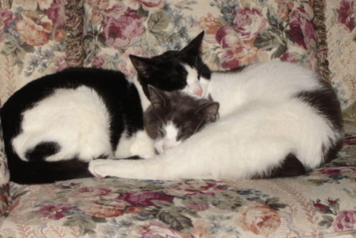 Picture of a cat / kitten / feline