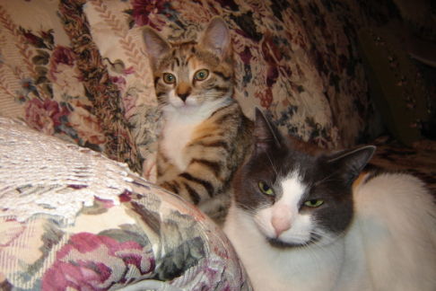 Picture of a cat / kitten / feline