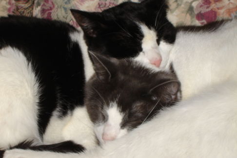 Picture of a cat / kitten / feline