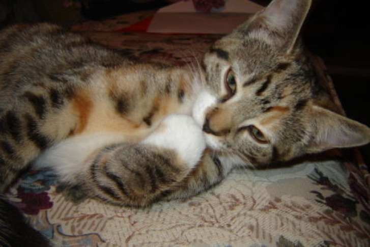 Picture of a cat / kitten / feline