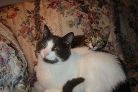 Picture of a cat / kitten / feline