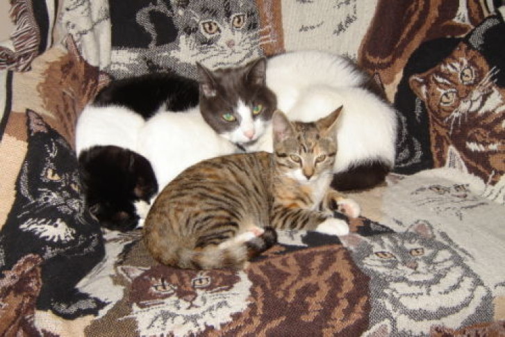 Picture of a cat / kitten / feline