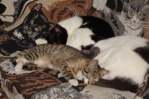 Picture of a cat / kitten / feline