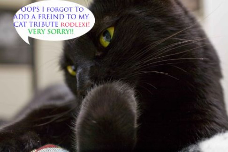 Picture of a cat / kitten / feline