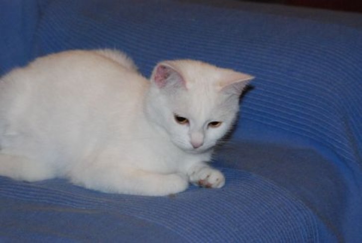 Picture of a cat / kitten / feline