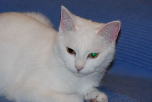 Picture of a cat / kitten / feline