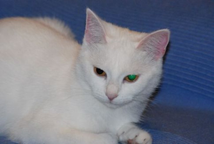 Picture of a cat / kitten / feline