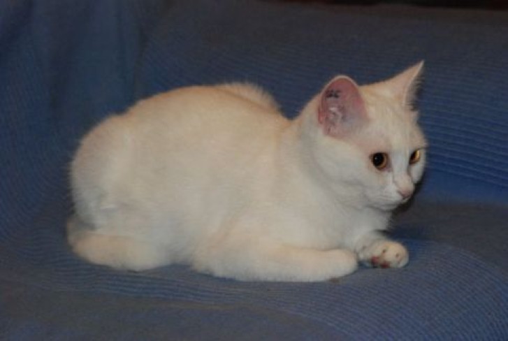 Picture of a cat / kitten / feline