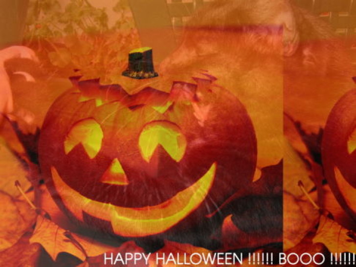 Picture of a cat / kitten / feline