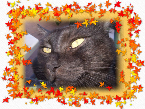 Picture of a cat / kitten / feline