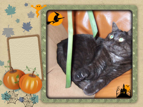 Picture of a cat / kitten / feline