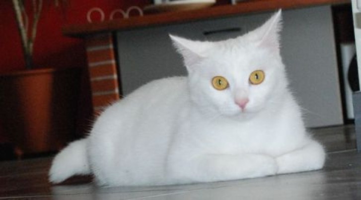 Picture of a cat / kitten / feline