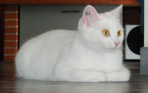 Picture of a cat / kitten / feline