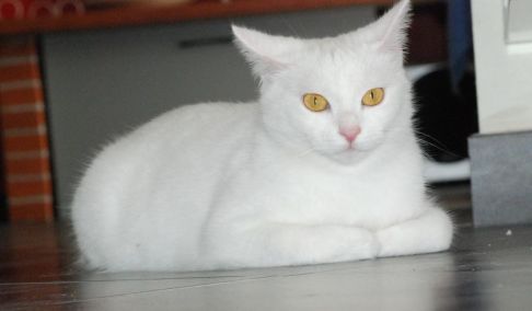 Picture of a cat / kitten / feline