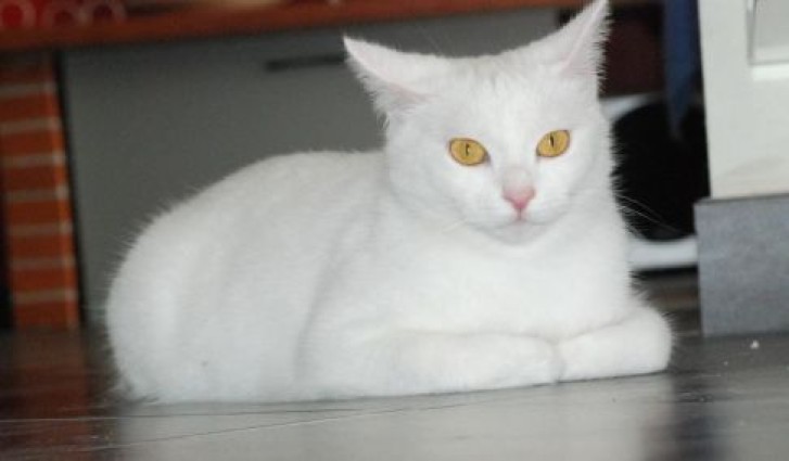 Picture of a cat / kitten / feline